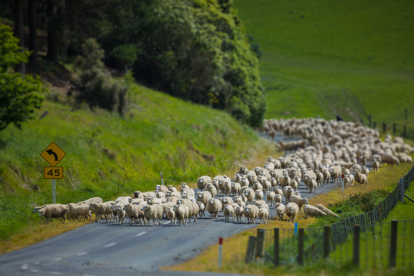 Speaking of 30 million sheep, share the road