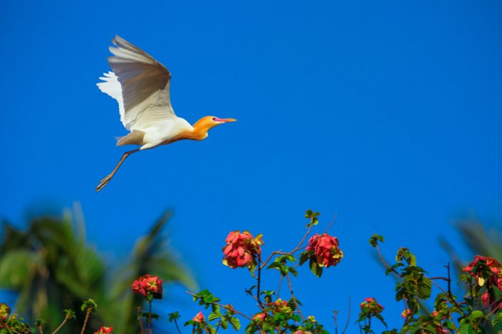 Flying white heron – Bali, Indonesia