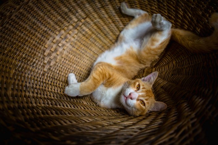 Cat laying in a basket