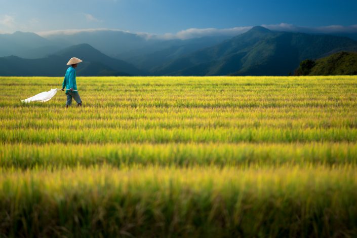 Rice worker walks through field