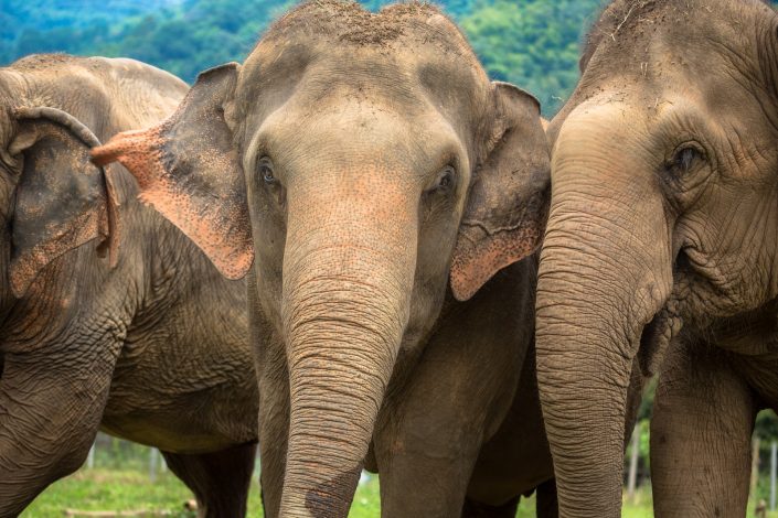 Three elephants in nature park – Chiang Mai, Thailand