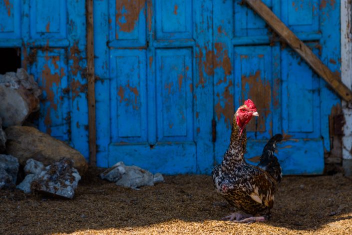 Rooster in front of weathered blue door