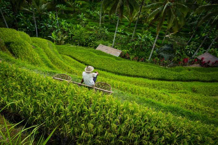 Rice terrace worker with baskets – Tegallalang, Bali