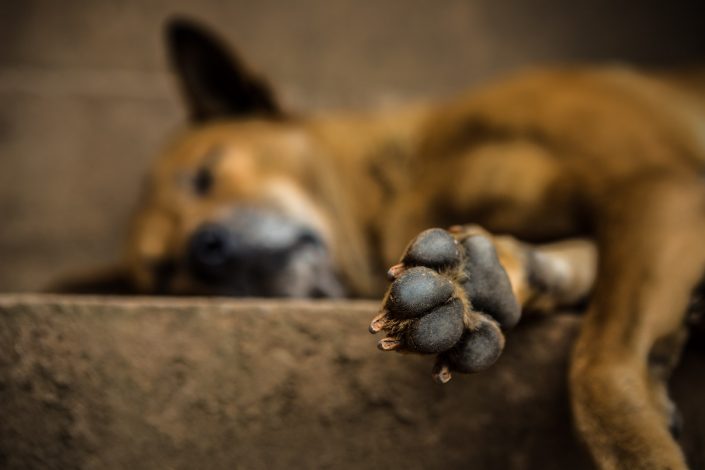 Sleeping street dog paw closeup