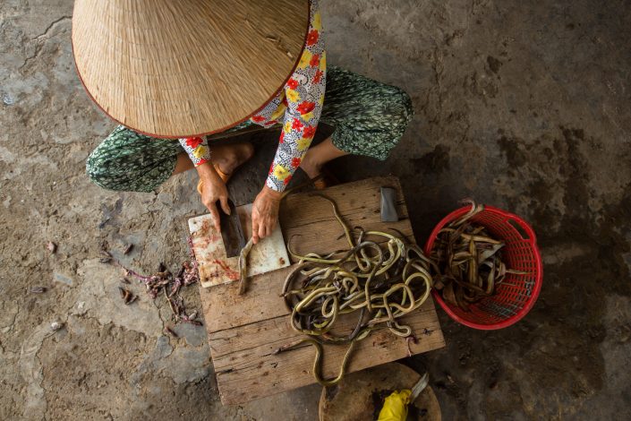 Vietnamese woman slices eels for food