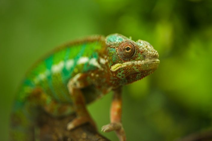 Close up of flap necked chameleon on branch