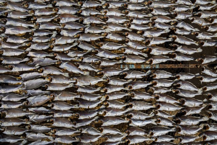 Fish drying on a rack in the sun