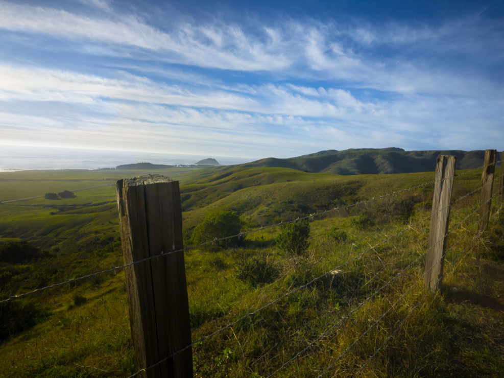 Green California hillside