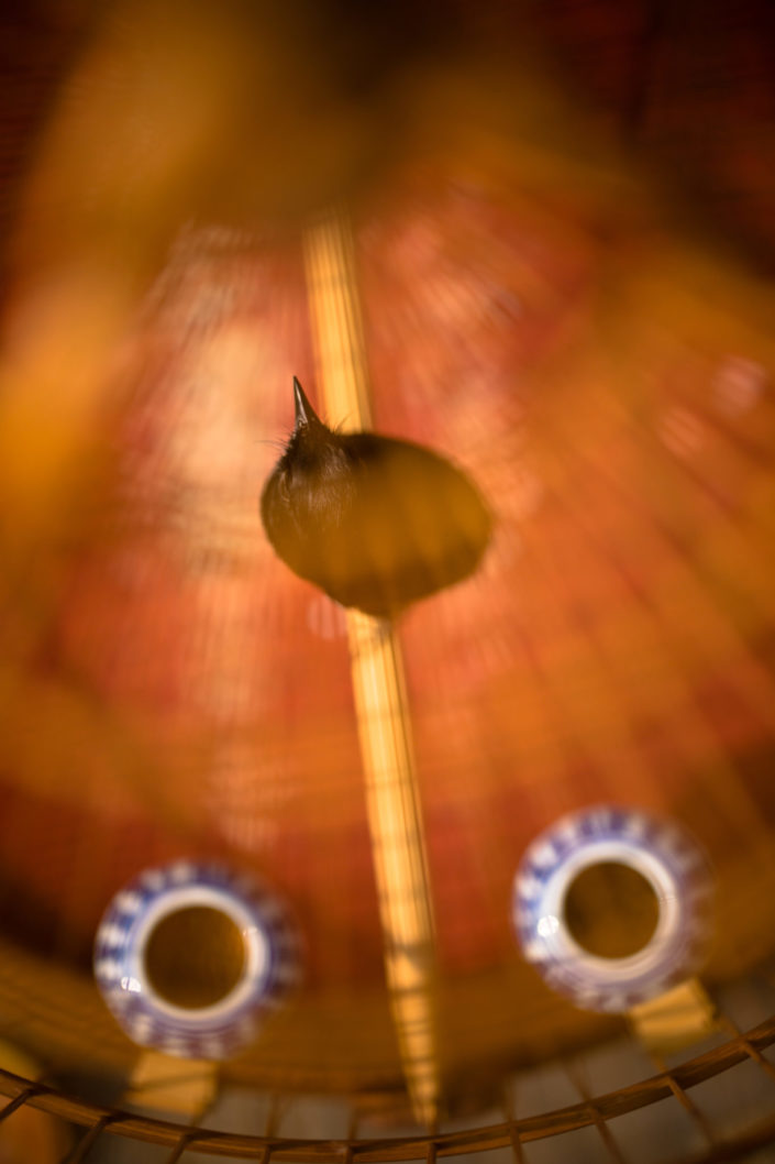 Lucky bird in cage, Vietnam