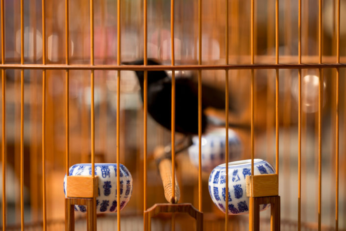 Lucky bird in cage, Vietnam