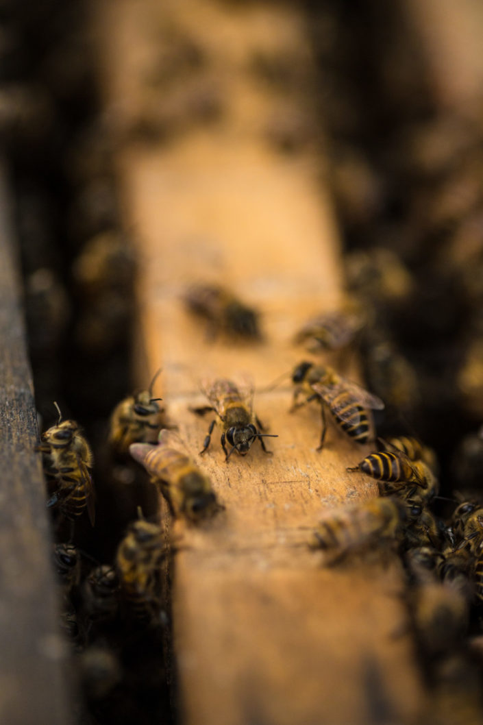 Macro of bees on wood