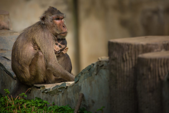 Mother and young macaque monkey on stone fence