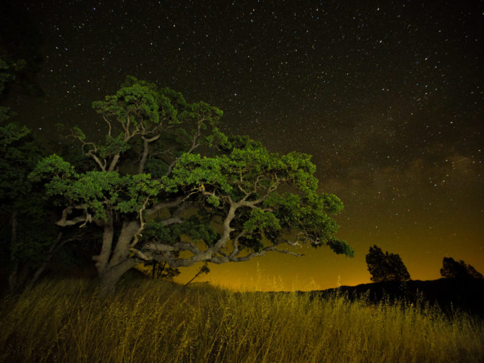 California oak tree night