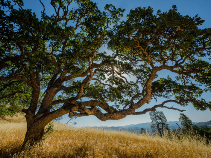 California oak tree