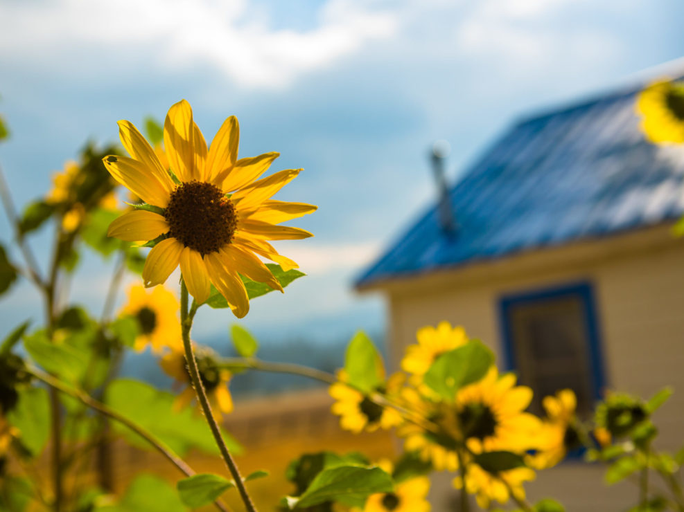 Sunflower in Front of Blue House