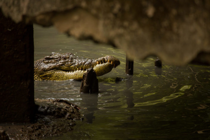 Vietnamese crocodile lurking in the river