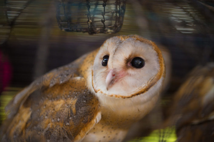 Barn owl in a cage