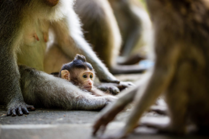 Monkey child in Ubud Bali