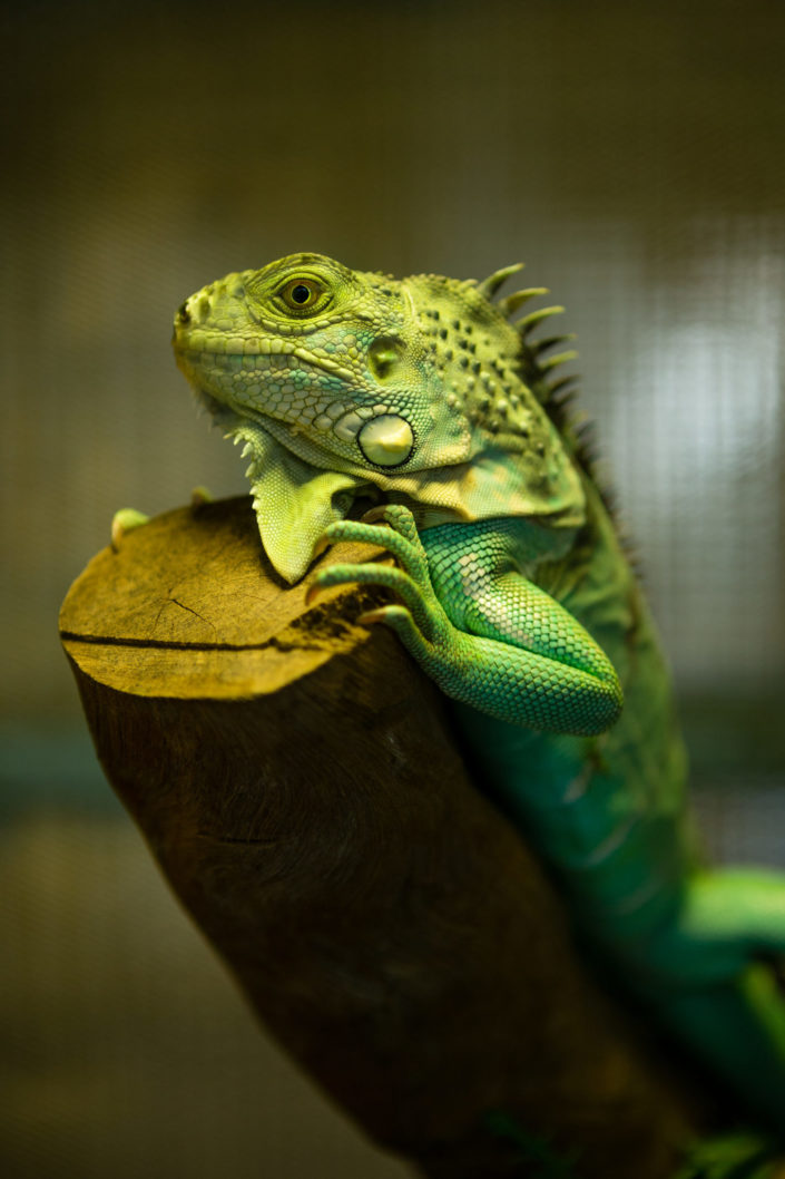 Macro of green iguana