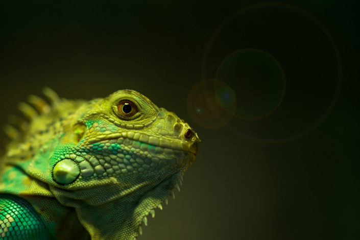 Macro of green iguana