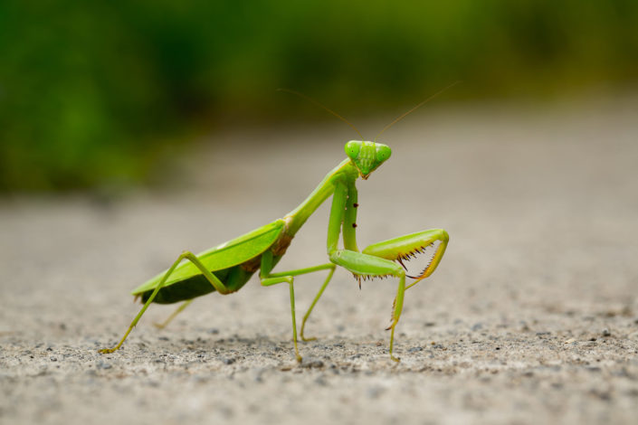 Praying mantis macro