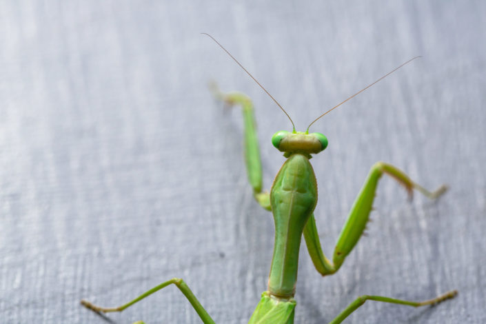 Praying mantis macro