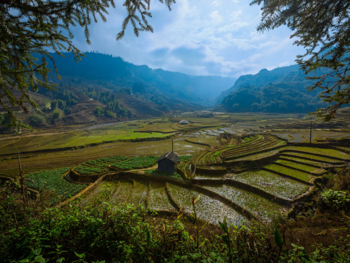 Terraced rice field in Sapa, Vietnam