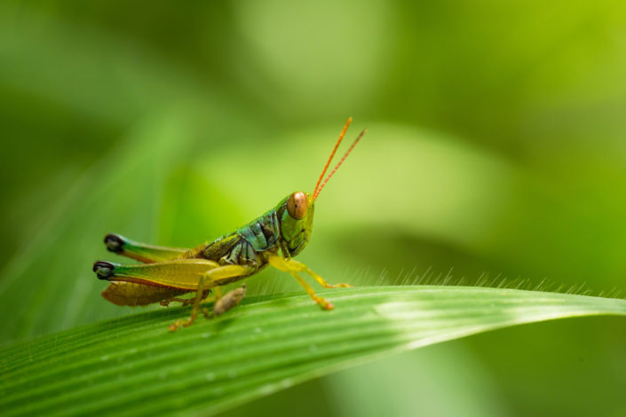 Grasshopper on blade of grass macro