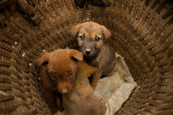 Puppies for sale in market – Sa Pa,Vietnam