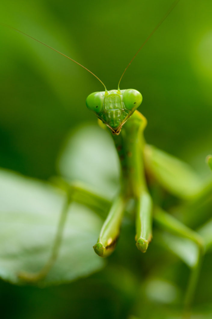 Praying mantis macro