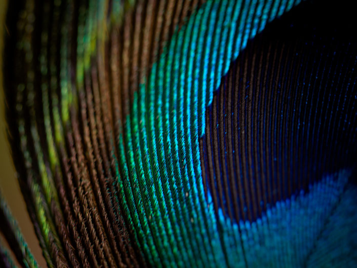 Peacock feather macro