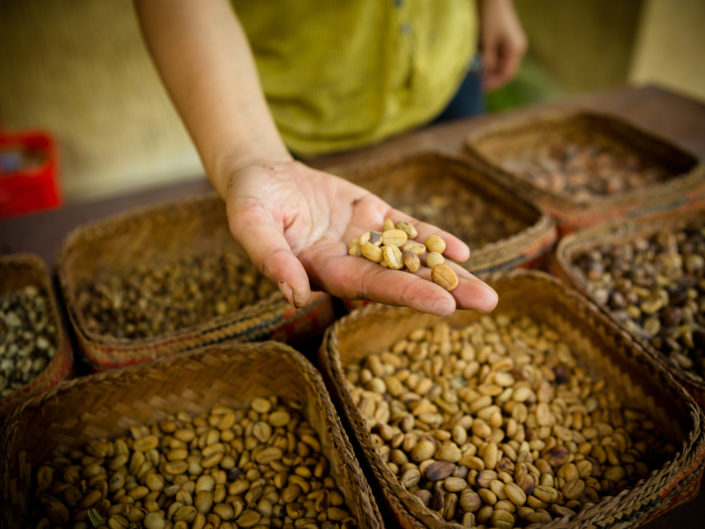 Hand holding fresh unroasted coffee beans