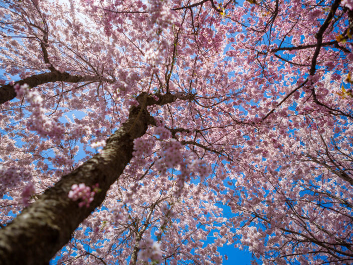 Cherry Blossom Blooms