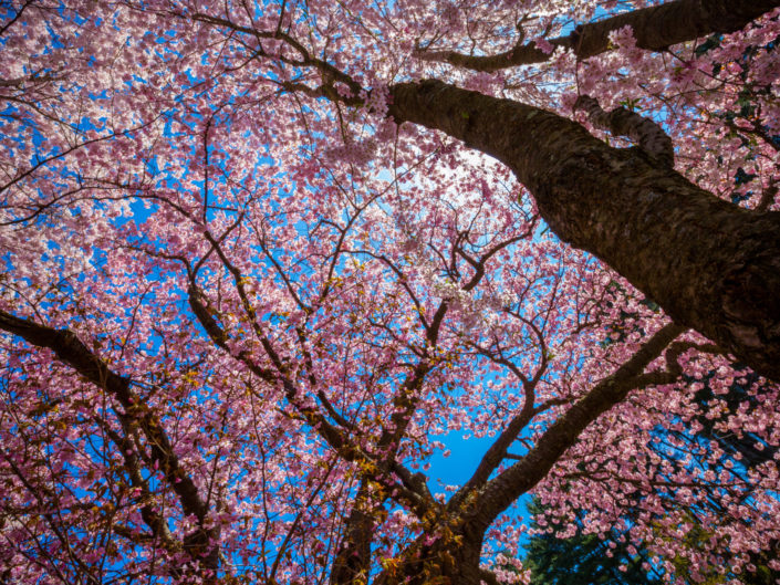 Cherry Blossom Blooms