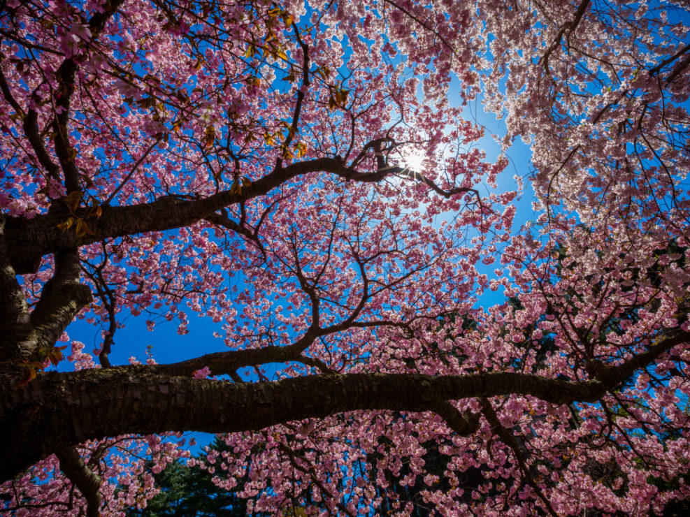 Cherry Blossom Blooms