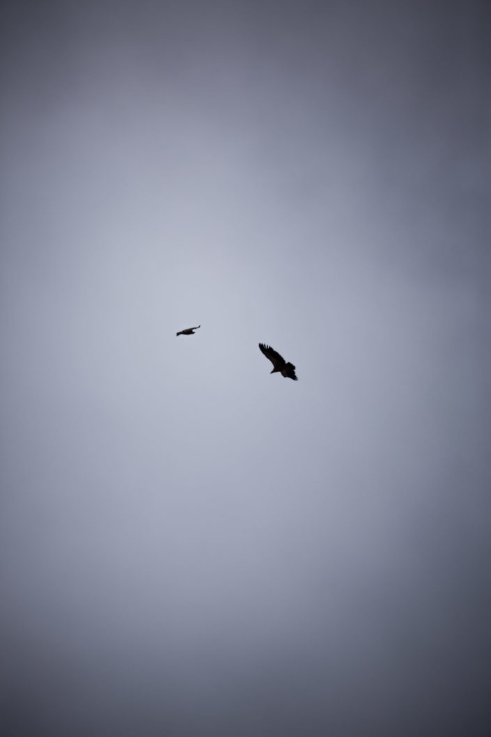 Two Crow Silhouettes Against Grey Sky