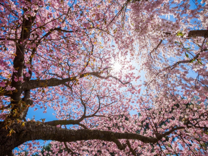 Cherry Blossom Blooms