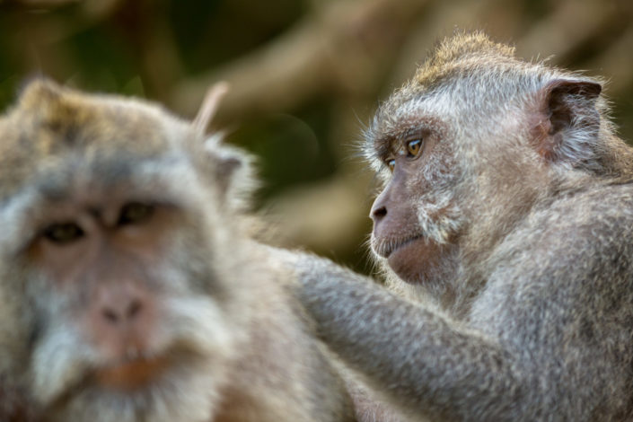 Macaque monkeys grooming each other