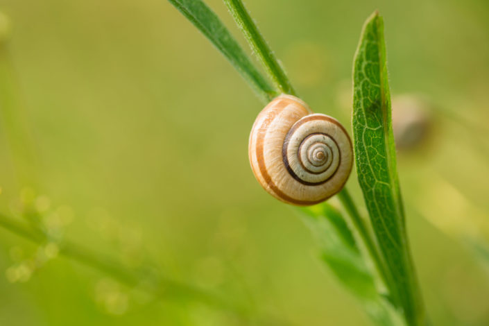 Macro Snail Shell on Grass