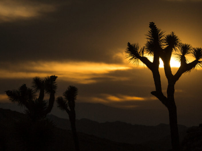 Joshua Tree Sunset Silhouette