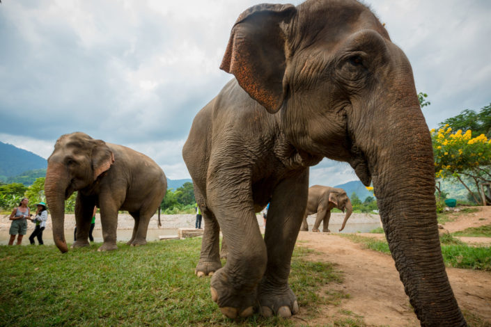 Three elephants in nature park – Chiang Mai, Thailand