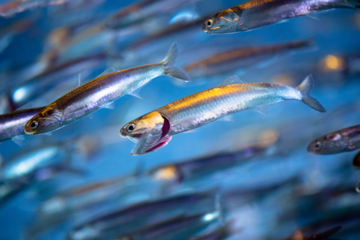 School of Swimming Anchovies