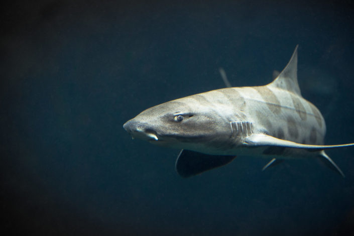 Swimming Leopard Shark