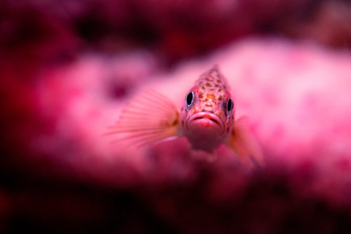 Small Pink Fish in Reef