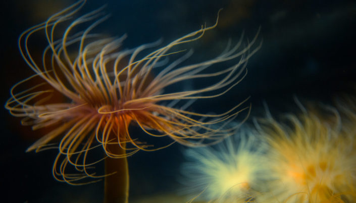 Tube Anemone – Pachycerianthus fimbriatus