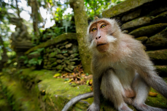 Monkey in Ubud Bali