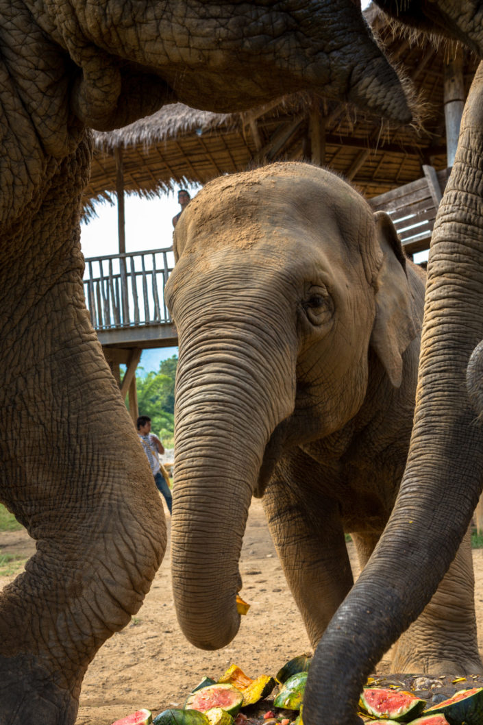 Three elephants in nature park – Chiang Mai, Thailand