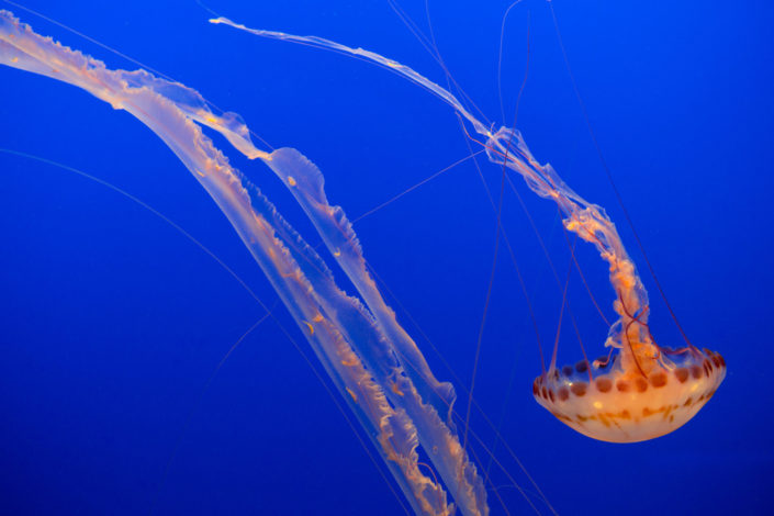 Sea Nettle Jellyfish