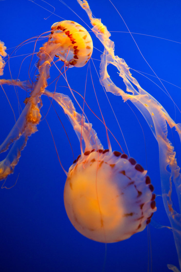 Sea Nettle Jellyfish