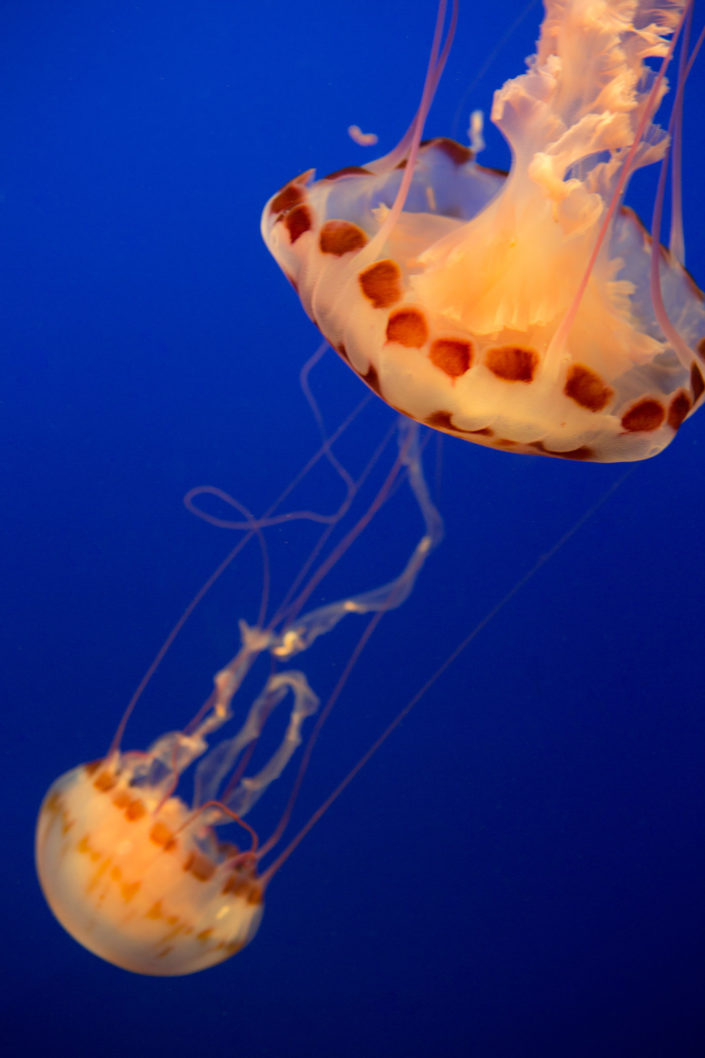 Sea Nettle Jellyfish